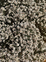 Cryptandra magniflora