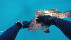 Epinephelus maculatus