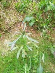 Omalotheca norvegica