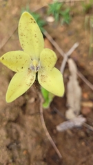 Cyanicula ixioides ixioides