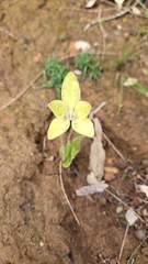 Cyanicula ixioides ixioides