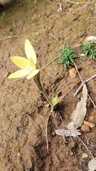 Cyanicula ixioides ixioides