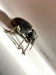 Otiorhynchus meridionalis