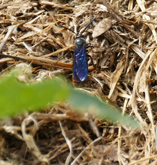 Scolia dubia haematodes