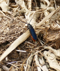 Scolia dubia haematodes