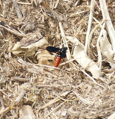 Scolia dubia haematodes