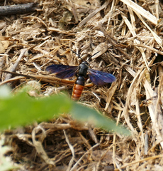 Scolia dubia haematodes