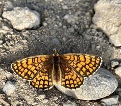 Melitaea athalia