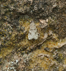 Scoparia palloralis