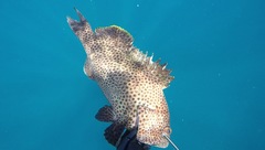 Epinephelus maculatus