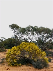 Acacia rigens