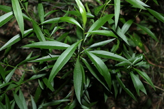 Myoporum acuminatum