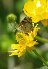 Phyciodes picta