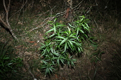 Myoporum acuminatum