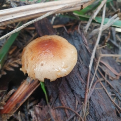 Pholiota communis