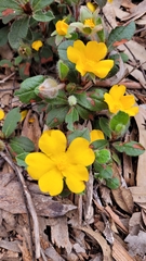 Hibbertia lasiopus