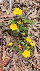 Hibbertia lasiopus
