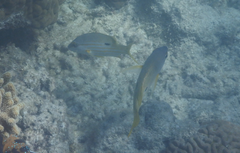 Lutjanus fulviflamma