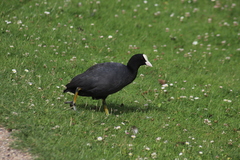 Fulica atra