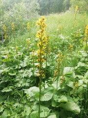 Ligularia sibirica