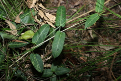 Leichhardtia lloydii