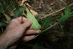 Leichhardtia lloydii