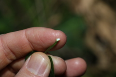 Leichhardtia lloydii