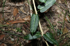 Leichhardtia lloydii