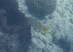 Lutjanus fulviflamma