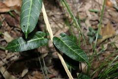 Leichhardtia lloydii