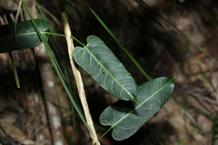 Leichhardtia lloydii