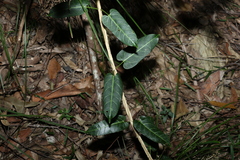 Leichhardtia lloydii