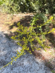 Solidago tortifolia