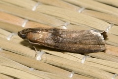 Sciota fumella