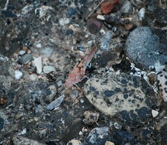 Sphingonotus caerulans