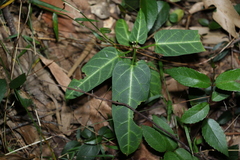 Leichhardtia lloydii