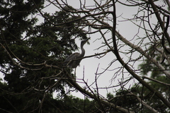 Ardea cinerea