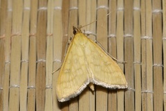 Mecyna flavalis
