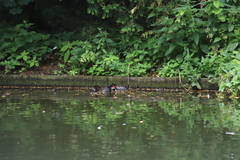 Gallinula chloropus