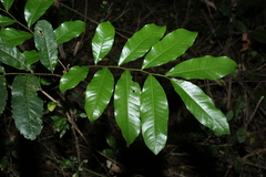 Flindersia schottiana