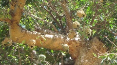 Ploceus cucullatus
