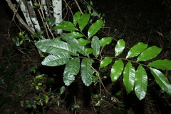 Flindersia schottiana