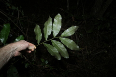 Flindersia schottiana