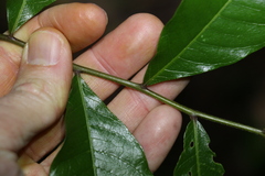 Flindersia schottiana