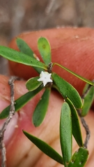 Styphelia leptospermoides