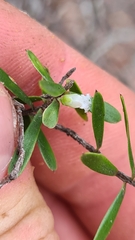 Styphelia leptospermoides