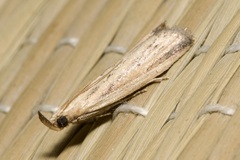 Hypsotropa unipunctella