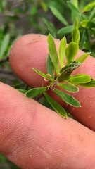 Styphelia leptospermoides