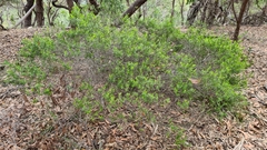 Styphelia leptospermoides