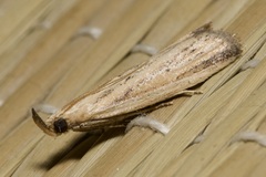 Hypsotropa unipunctella